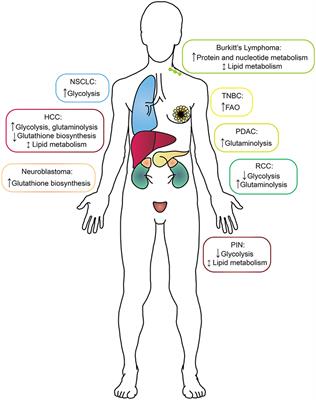 In vivo Reprogramming of Cancer Metabolism by MYC